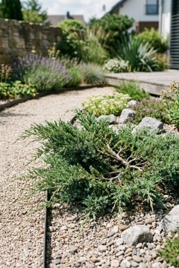 Juniperus conferta 'Schlager' Busk