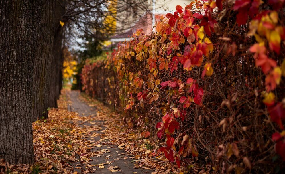 Hvornår er det bedst at plante en hæk?