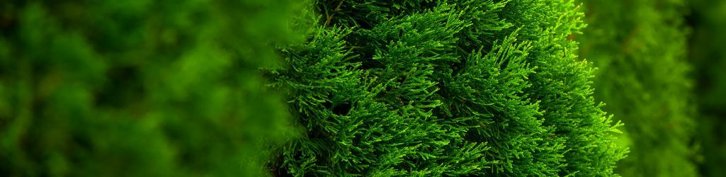 Hvornår er det bedst at plante en hæk? image