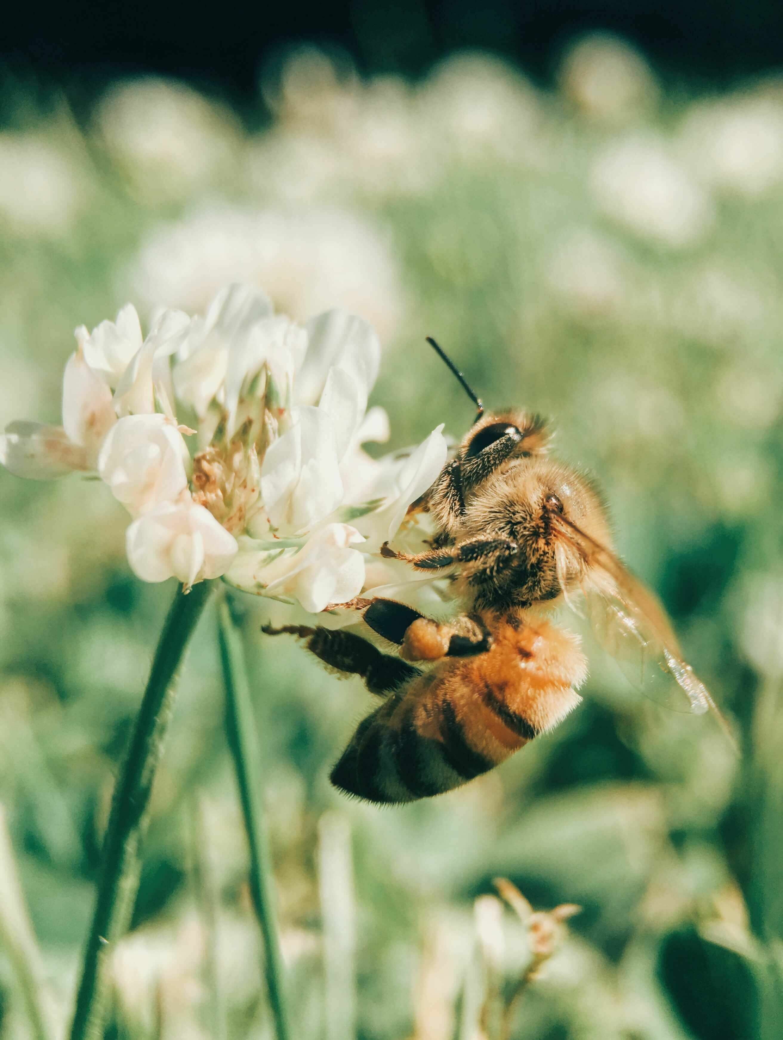 Bestøvende planter skaber et paradis for bier!