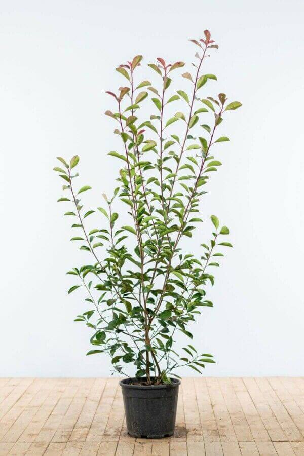 Photinia