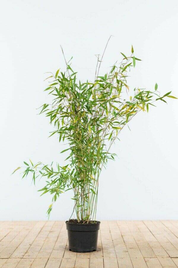 Bambus 'Jumbo'