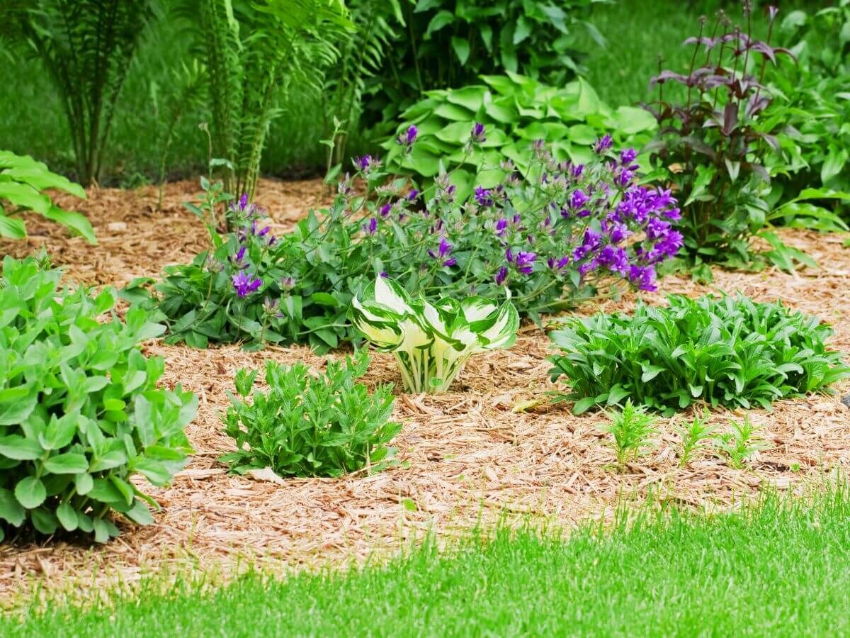 Sådan beskytter du dine haveplanter mod frost uden plastik eller fleece image