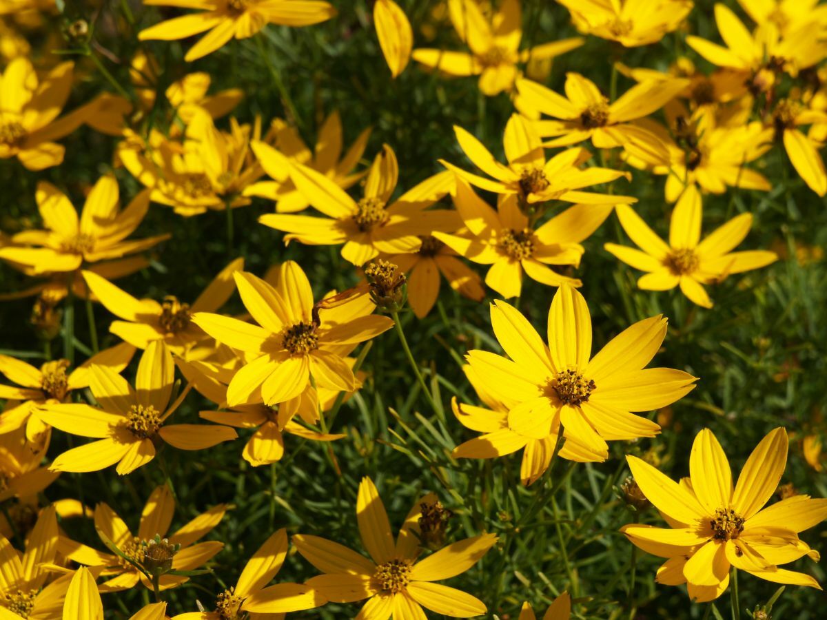 Top 7 prærieplanter til en naturlig have< image