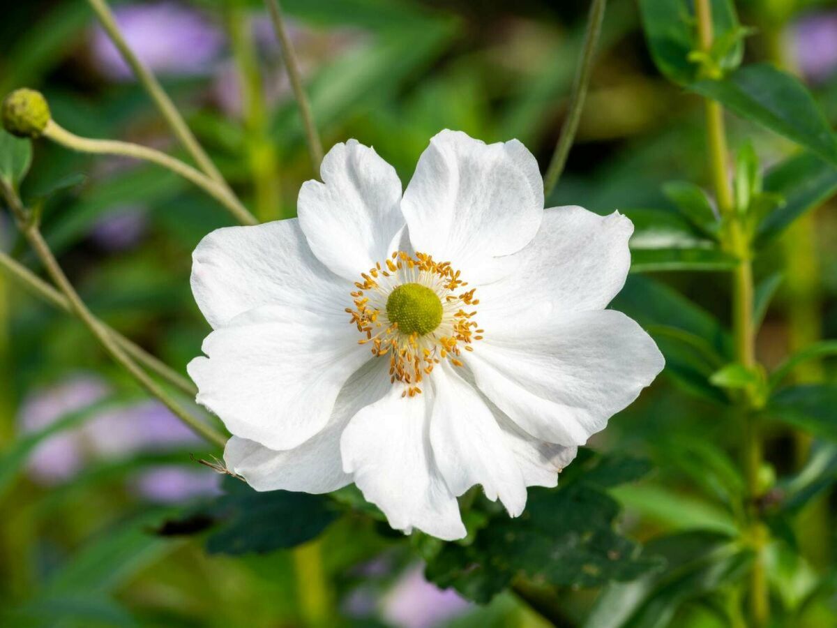 Top 5 sene blomstrere til en farverig have helt ind i efteråret image