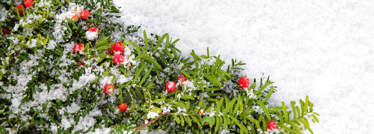 Hækplanter som juletræ