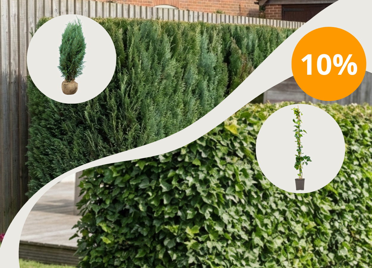 10% rabat med code HÆKPLANTER10 på<br> Hedera Hibernica +<br> Taxus Fastigiata Robusta
