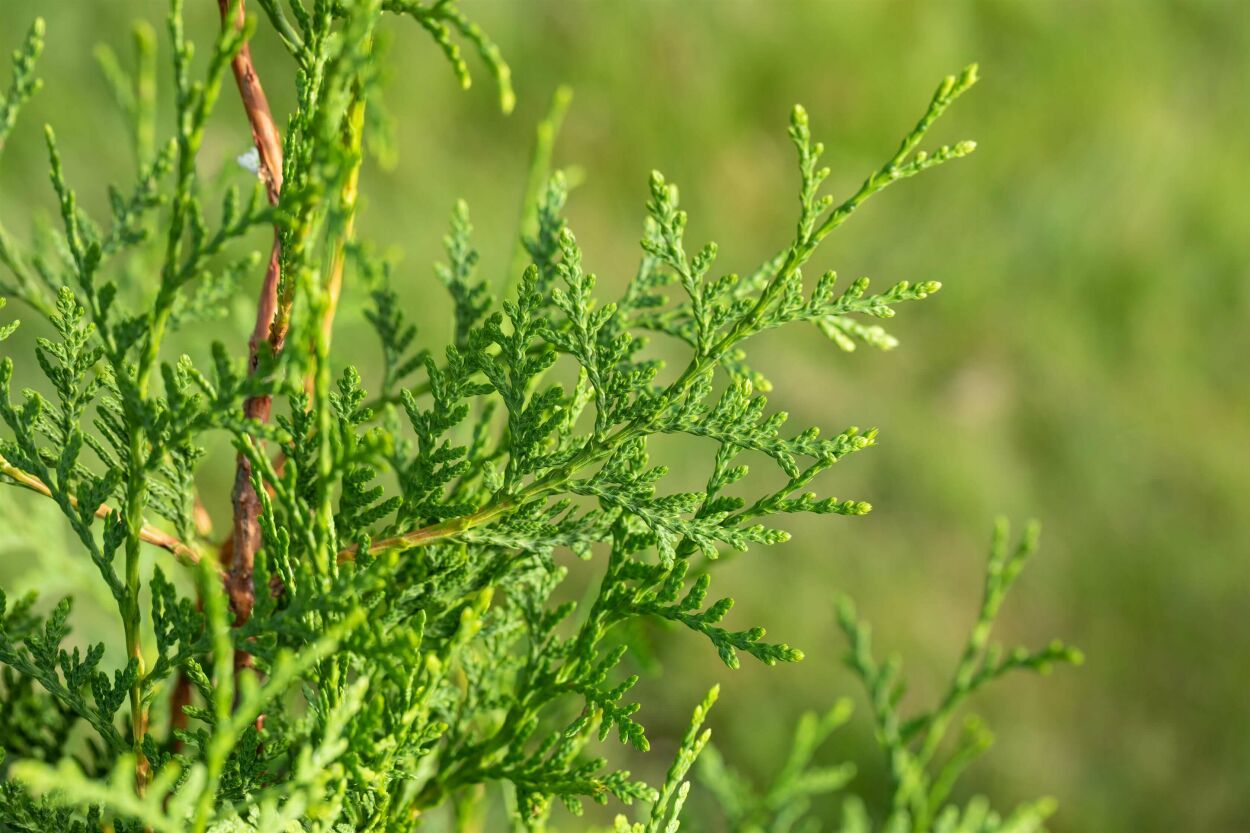 Thuja