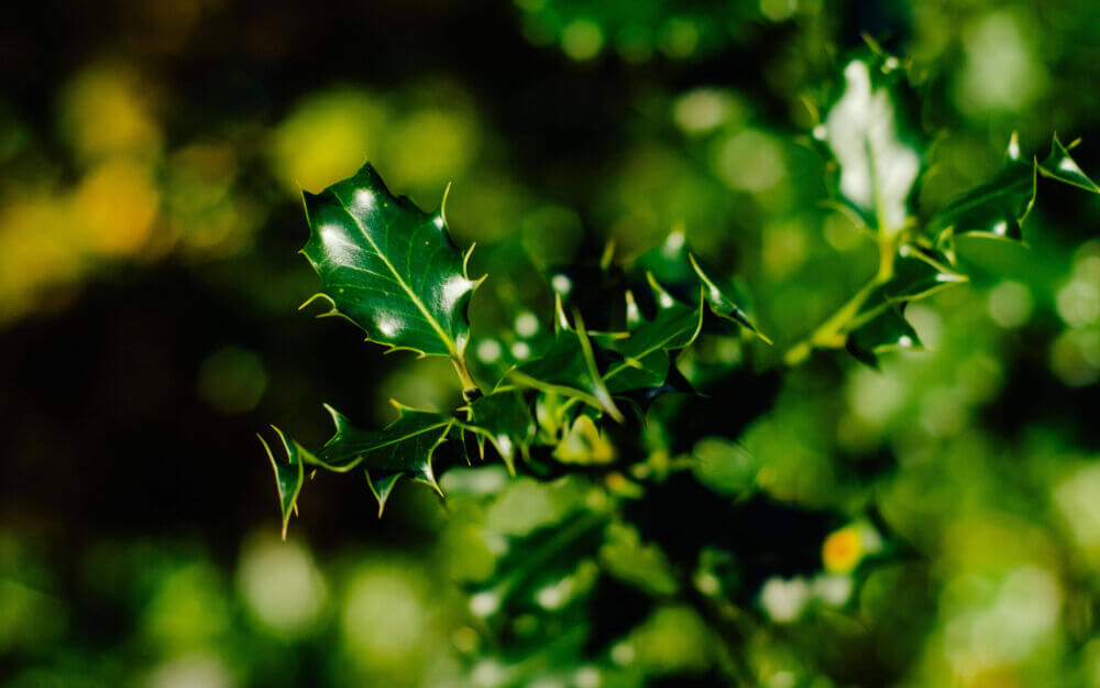 Hækplanter i blomst: et smukt syn