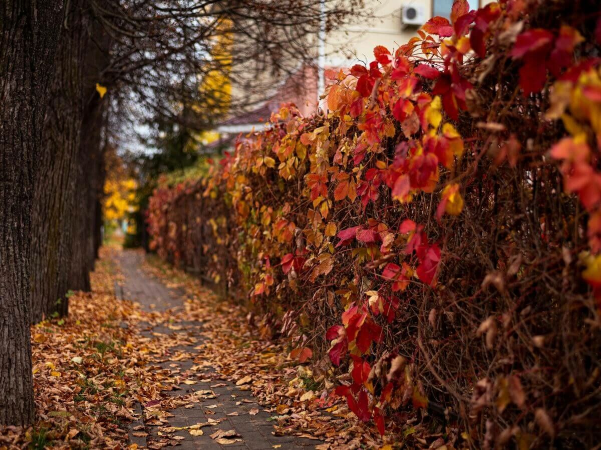 Hvornår er det bedst at plante en hæk? image