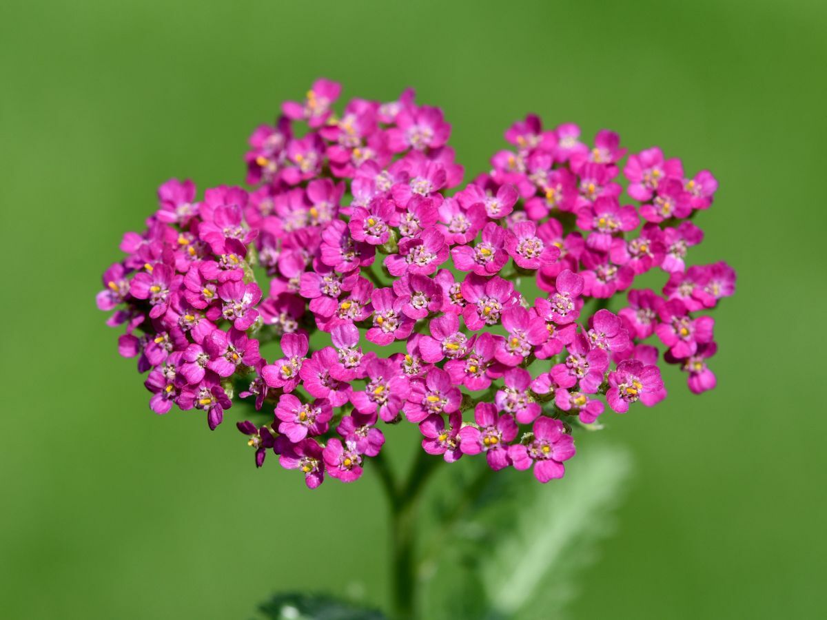 Top 7 prærieplanter til en naturlig have< image
