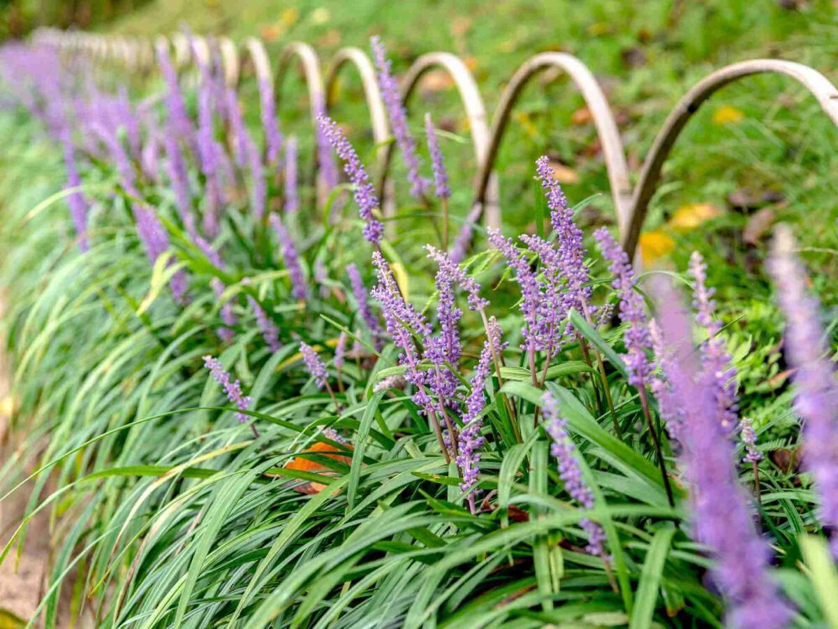 Top 5 sene blomstrere til en farverig have helt ind i efteråret image
