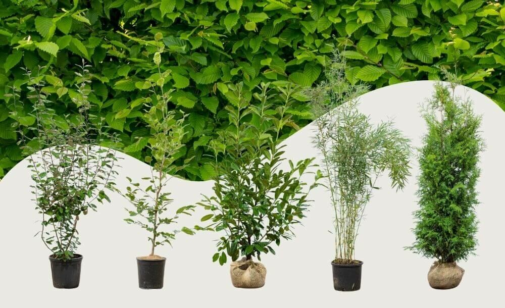 Opdag vores hækplanter