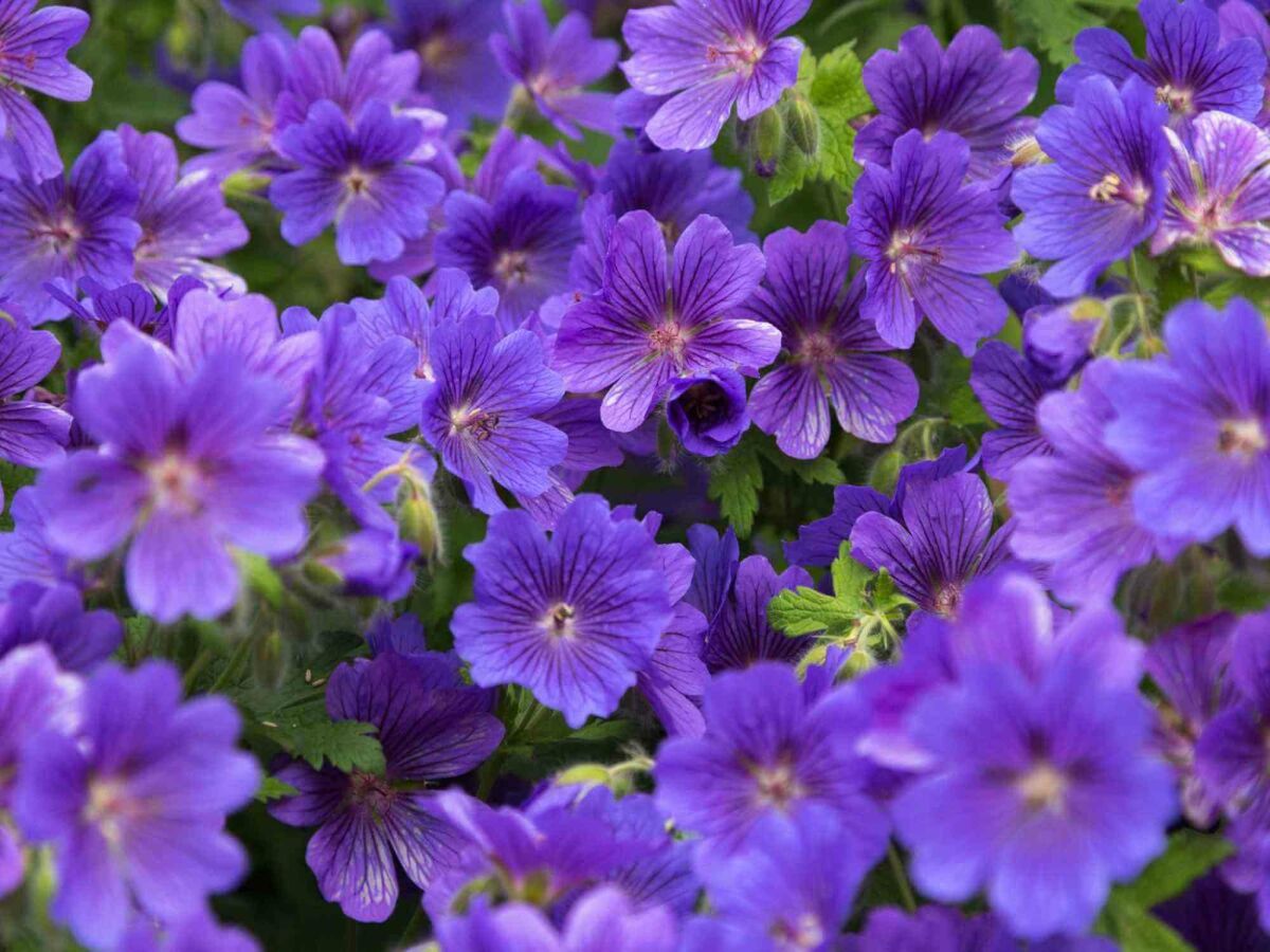 Top 5 sene blomstrere til en farverig have helt ind i efteråret image