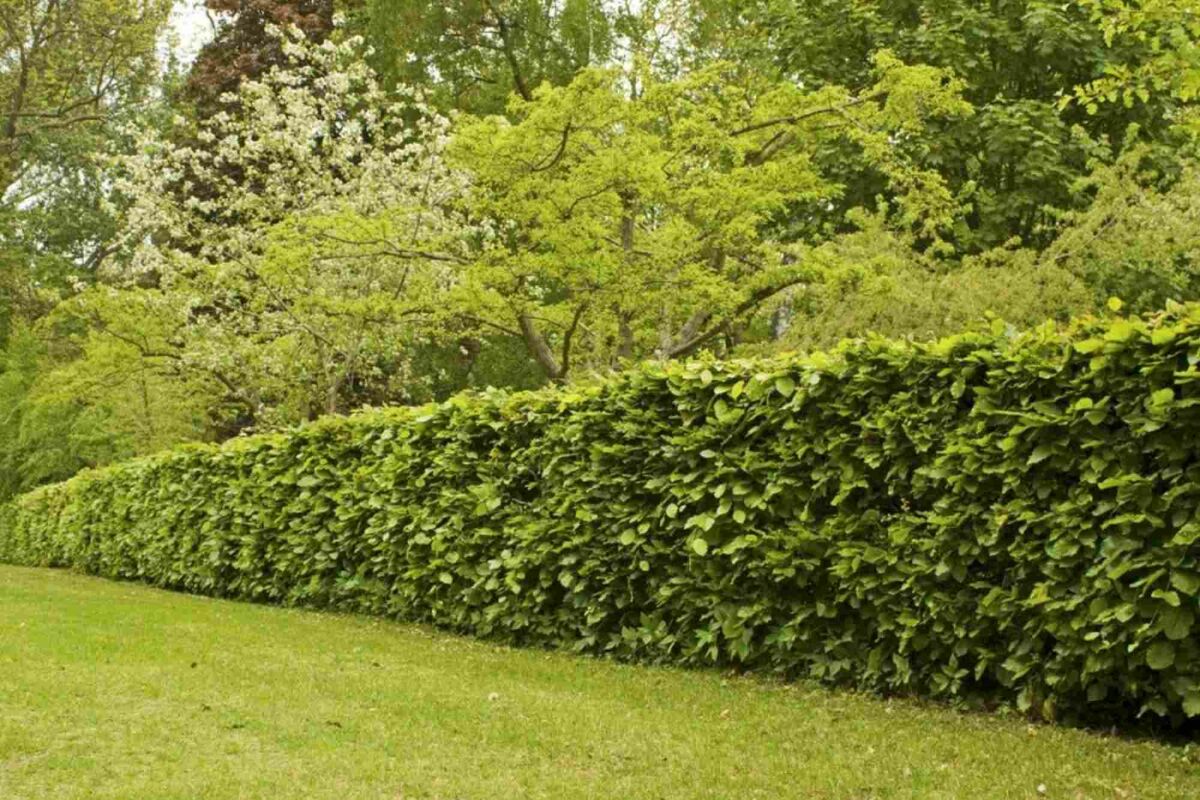 Kæledyrsvenlige planter og hække: Inspiration til en sikker have image