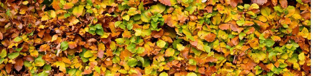 Hvornår er det bedst at plante en hæk? image