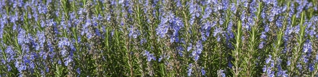 Skab din egen toscanske have: Planter og tips til en middelhavsstemning image