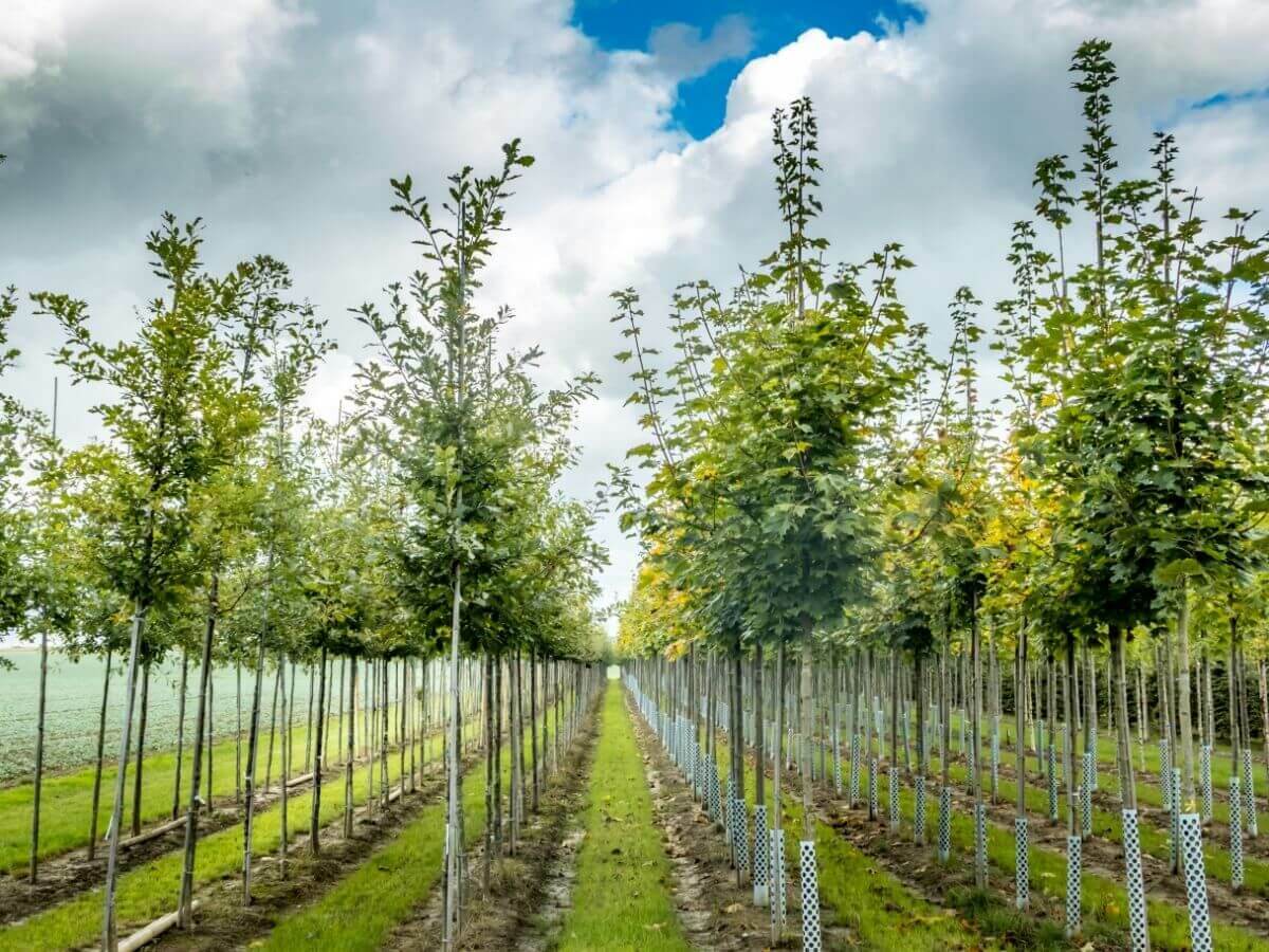 Trin-for-trin-plan til plantning af træer