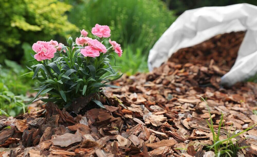 Sådan beskytter du dine haveplanter mod frost uden plastik eller fleece