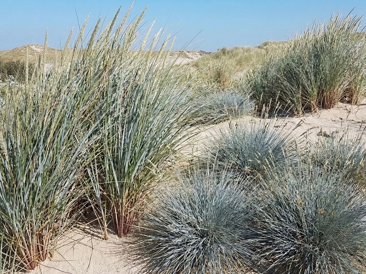 Sådan indretter du en maritim have image