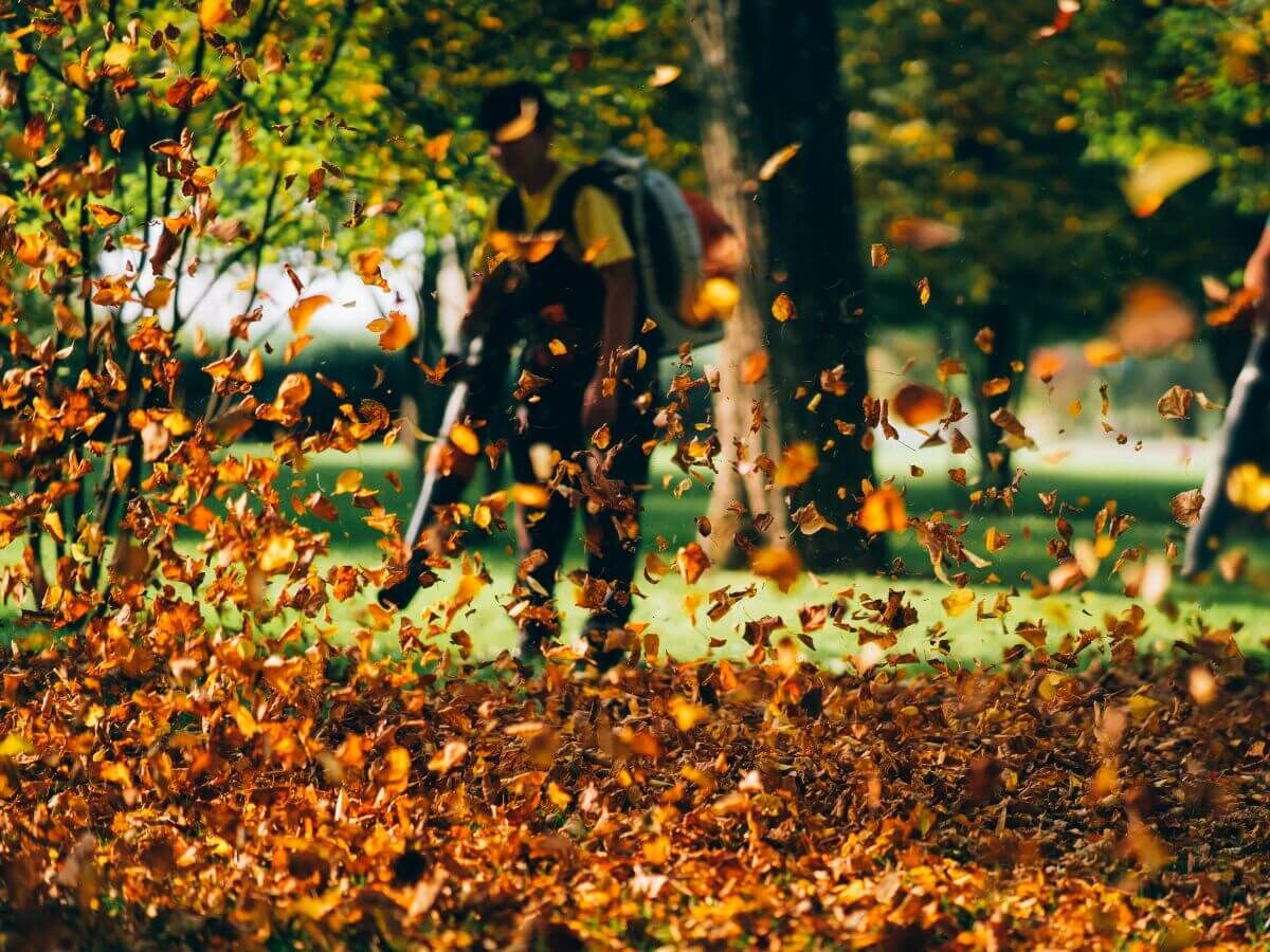Sådan bruger du efterårsblade klogt som naturlig beskyttelse til din have image