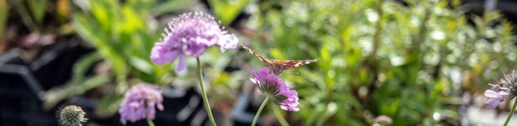 Top 7 planter til bier og sommerfugle image