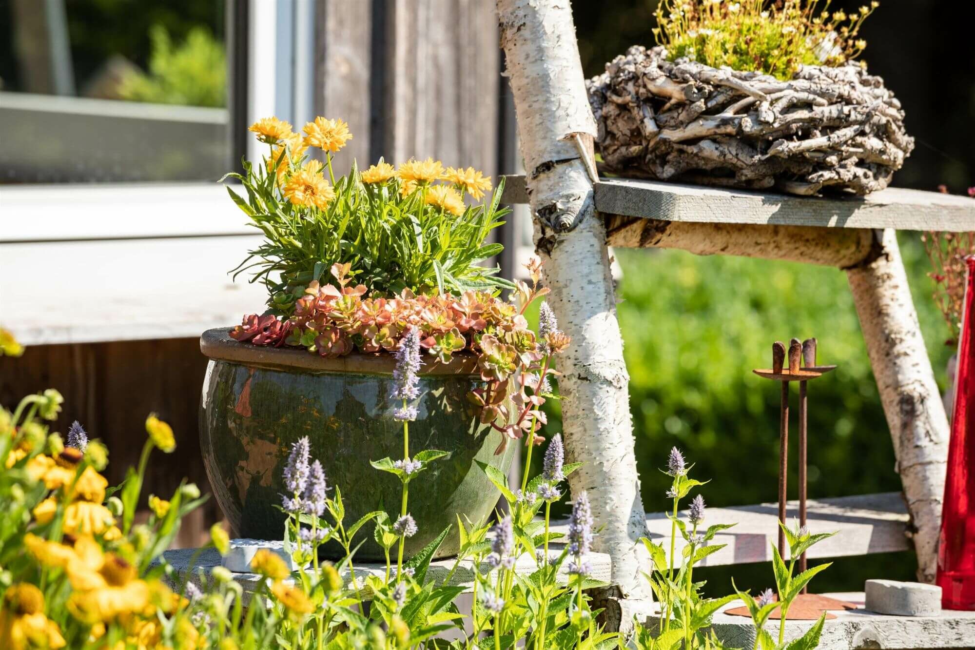 Trin-for-trin-plan til plantning af terrasse- og altanplanter og middelhavsplanter i potter