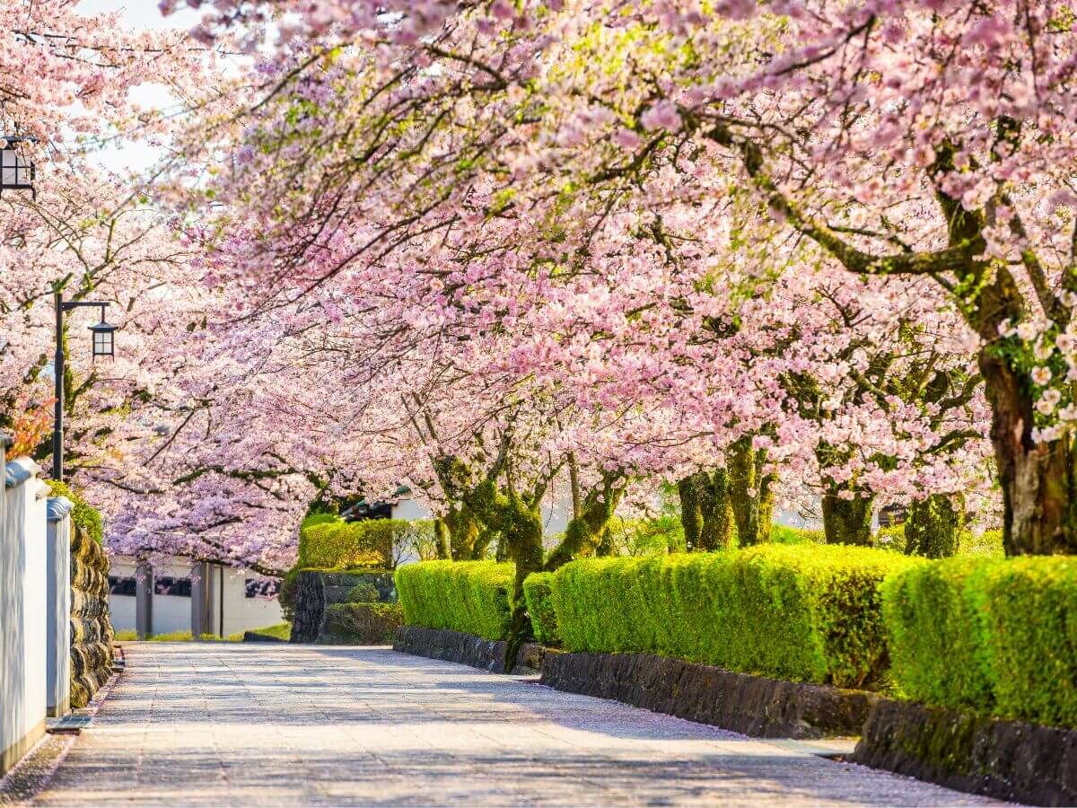 Hvornår er det bedst at plante en hæk? image