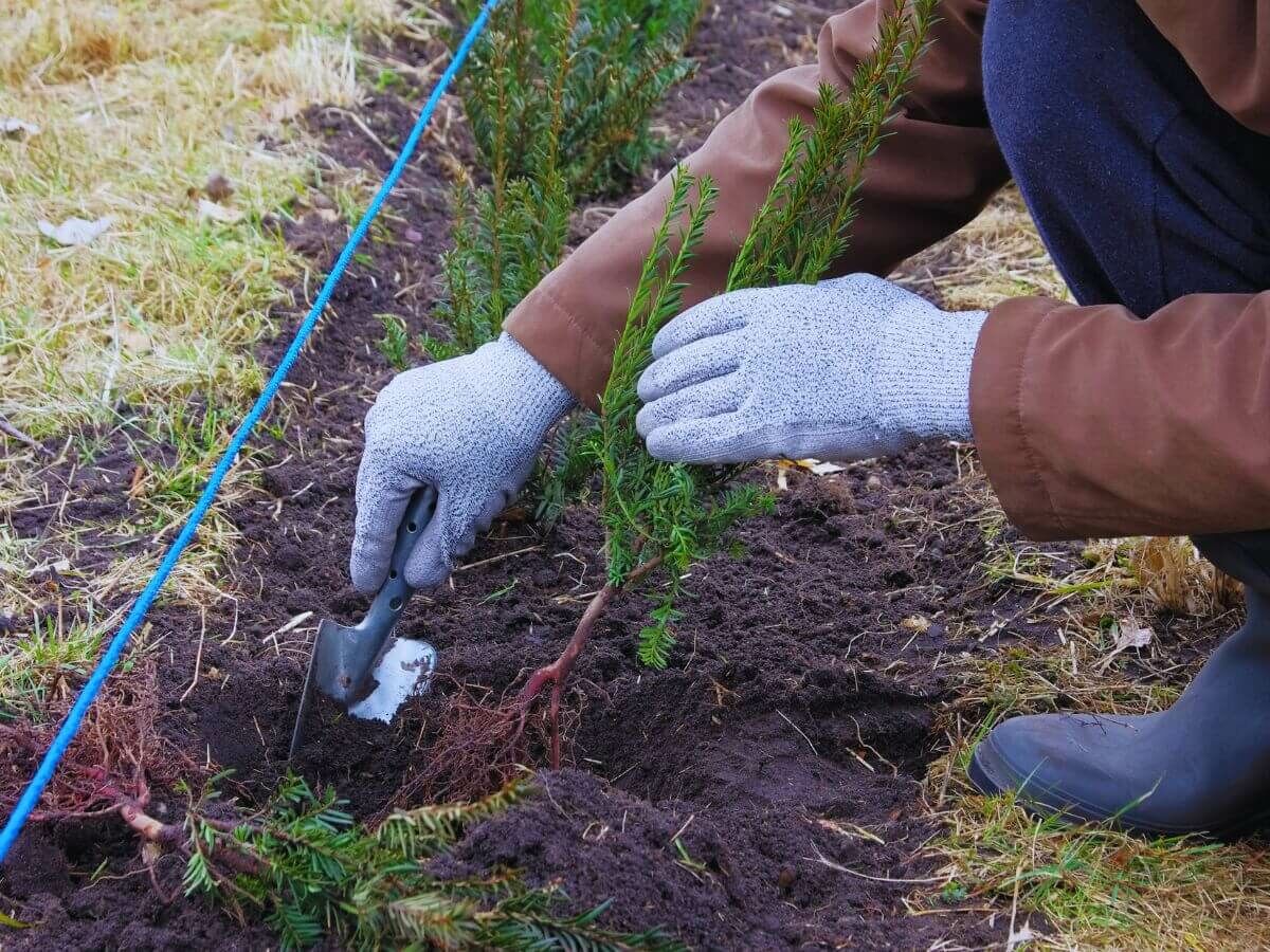 Hvornår er det bedst at plante en hæk? image
