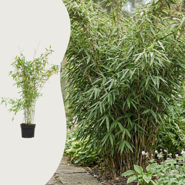 Bambus 'Jumbo'