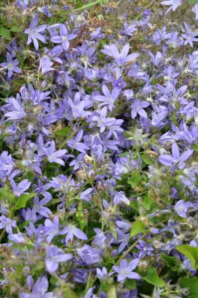 Blomstrende terrasse- / altanplanter