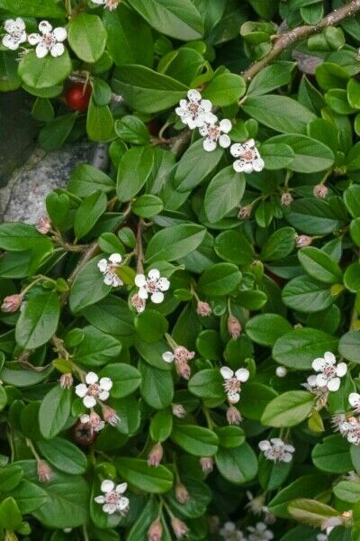 Stedsegrønne planter