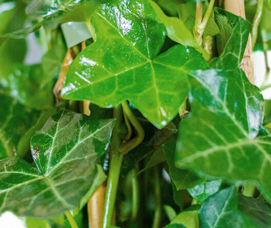 Hedera hibernica