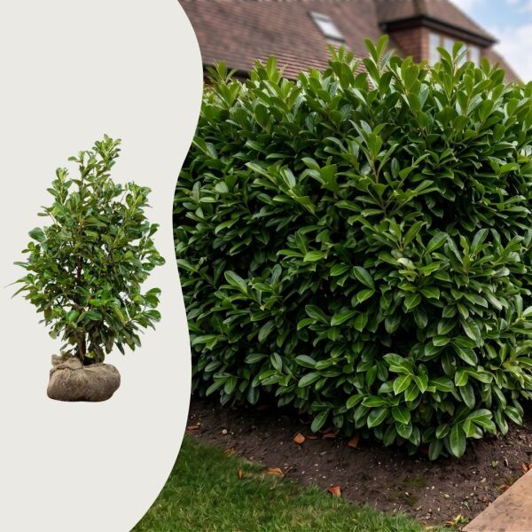 Kirsebærlaurbær 'Etna'