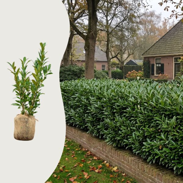 Kirsebærlaurbær 'Otto Luyken'