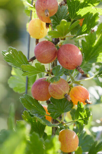 Frugtplanter