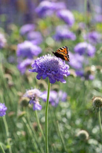 Sommerfugleplanter