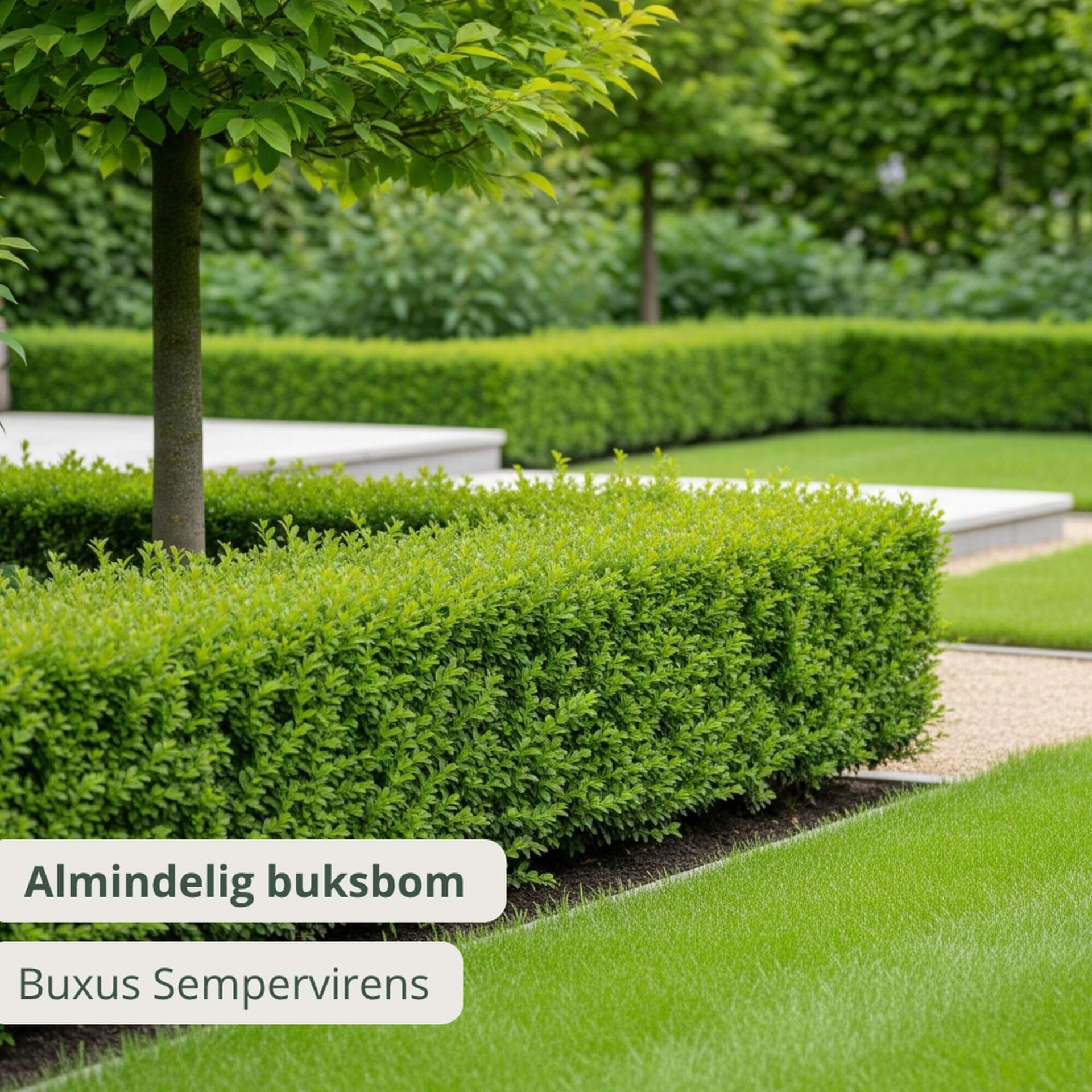 Taxus