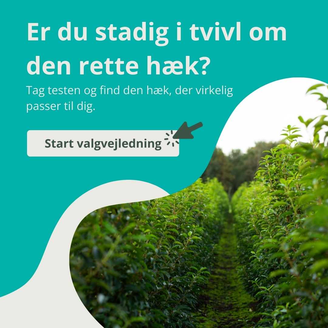 Valgvejledning