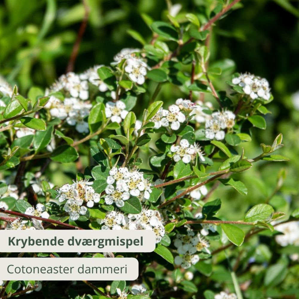 Krybende dværgmispel