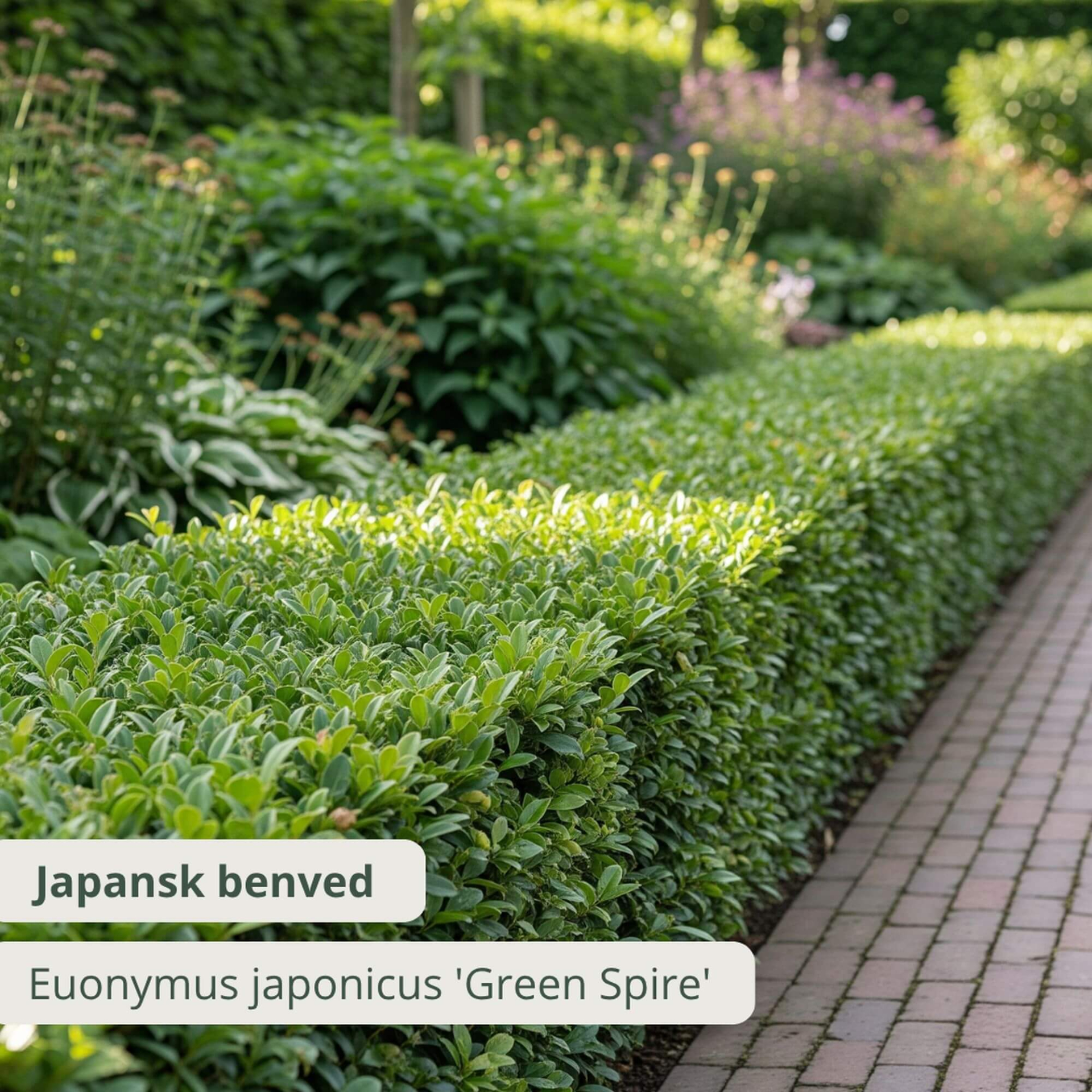 Japansk benved