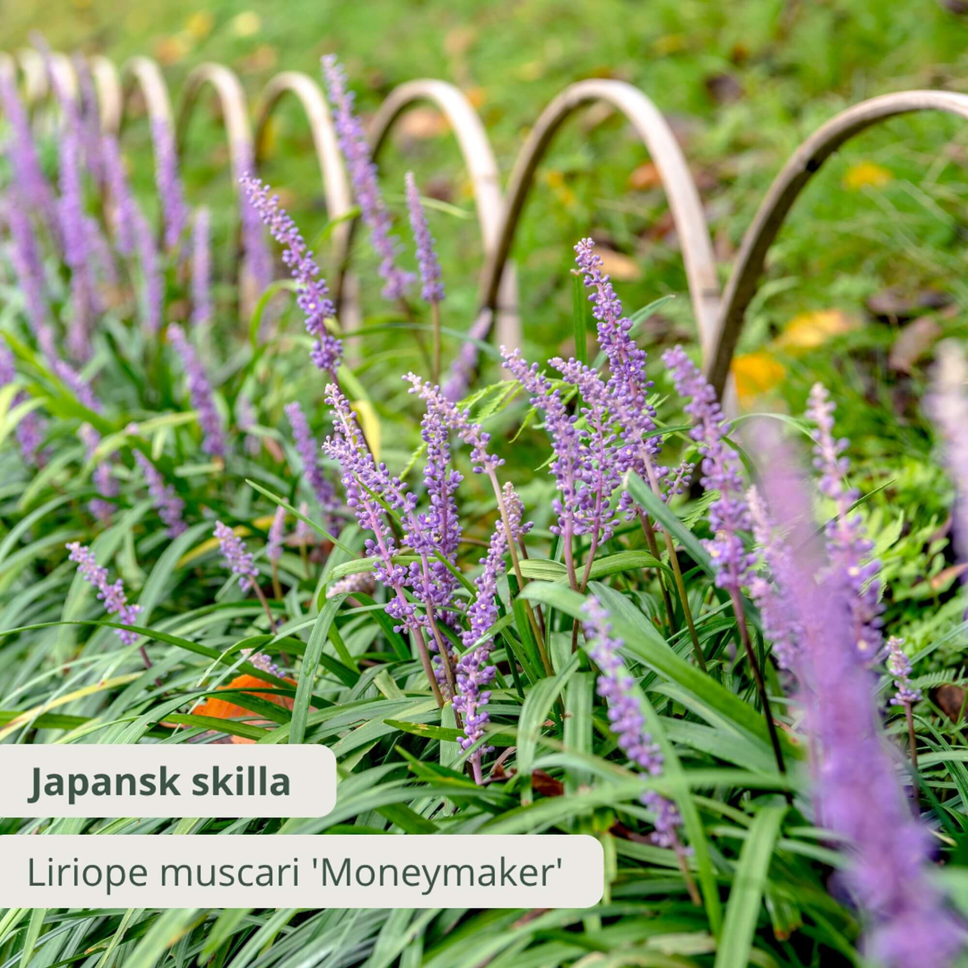 Japansk skilla