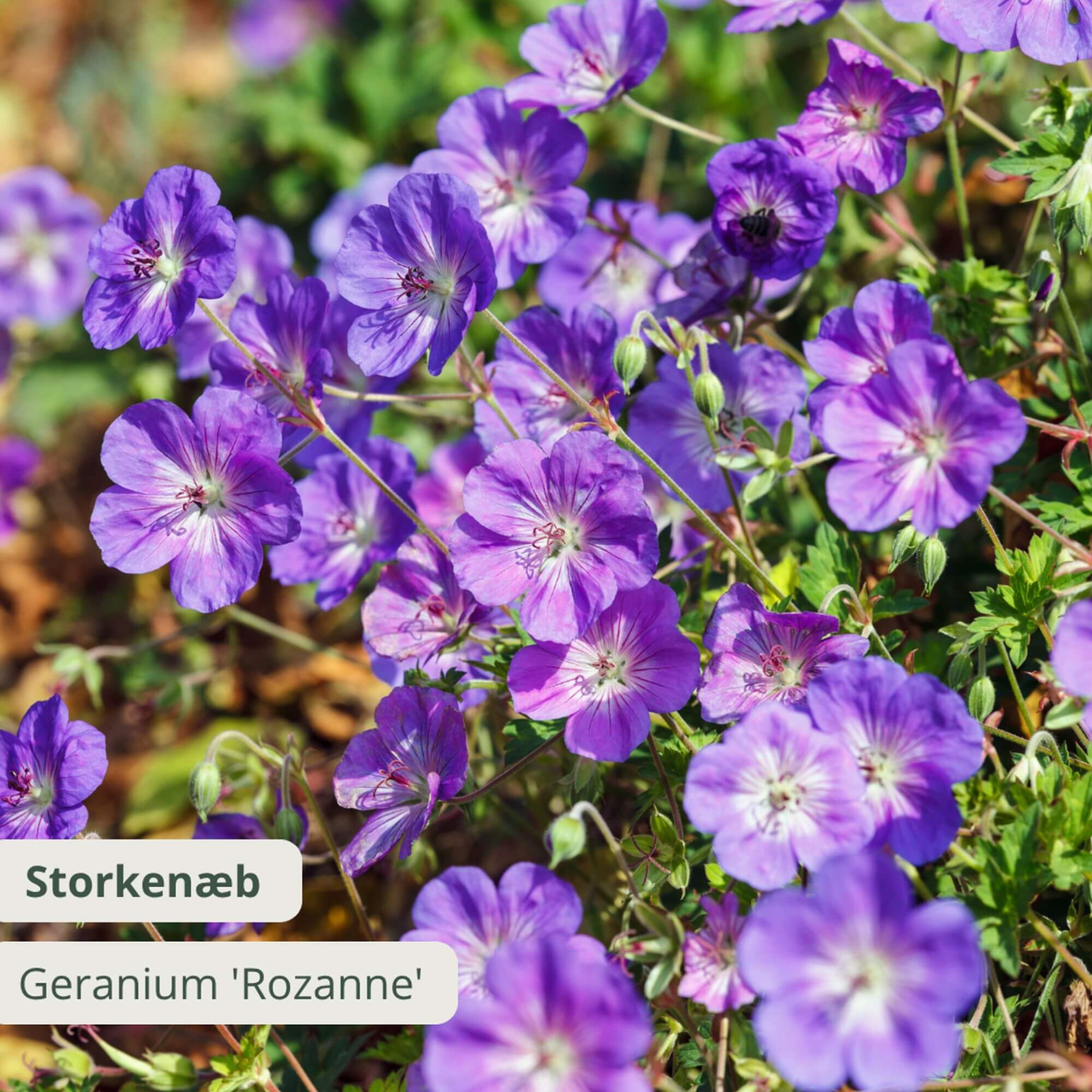 Storkenæb