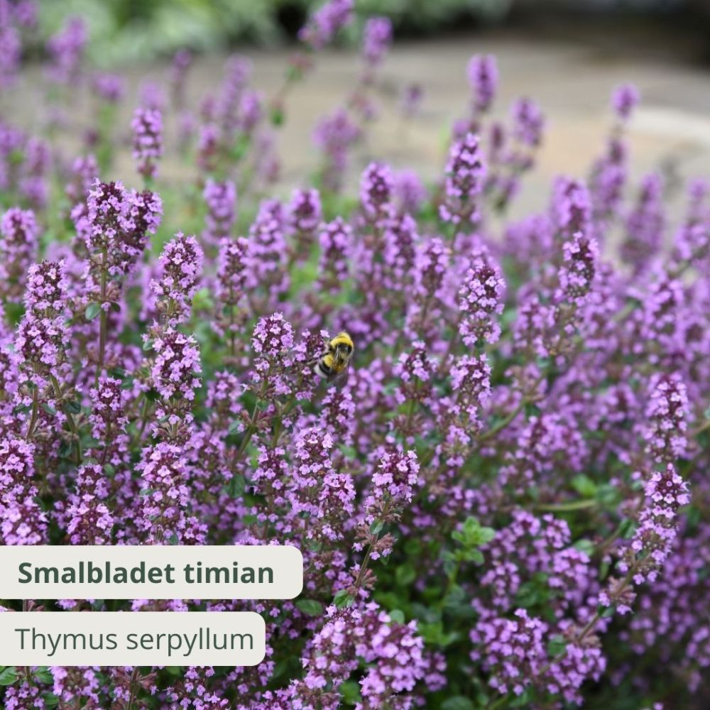 Smalbladet timian